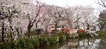 三嶋大社の桜情報 平成22年4月1日 桜の開花情報 静岡県三島市